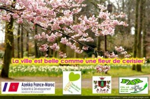 La ville est belle comme une fleur de cerisier poster fete fleur cerise 300x199 La ville est belle comme une fleur de cerisier azekka france maroc association